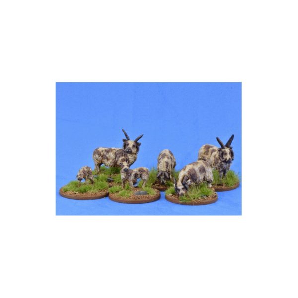 Sheep (Manx Loaghtan) 1