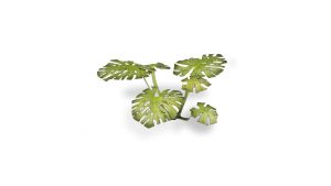 Laser Plants - Monstera 1